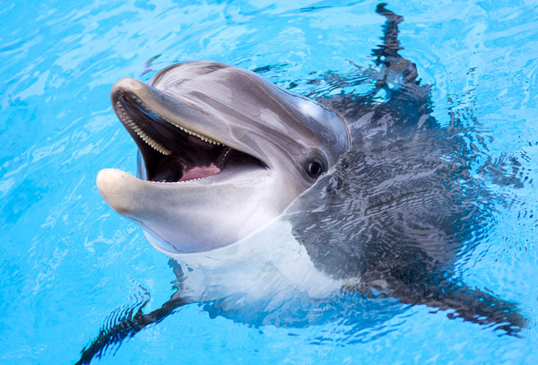 Spotkania z delfinami